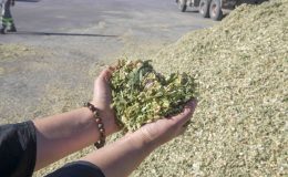 BAKAP’ta Yılın Son Hasadı: Hayvan Yetiştiricileri İçin Silajlık Mısır Hasadı Başladı