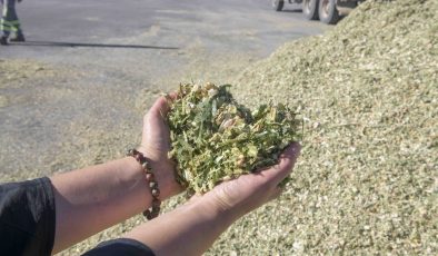 BAKAP’ta Yılın Son Hasadı: Hayvan Yetiştiricileri İçin Silajlık Mısır Hasadı Başladı
