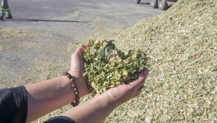 BAKAP’ta Yılın Son Hasadı: Hayvan Yetiştiricileri İçin Silajlık Mısır Hasadı Başladı